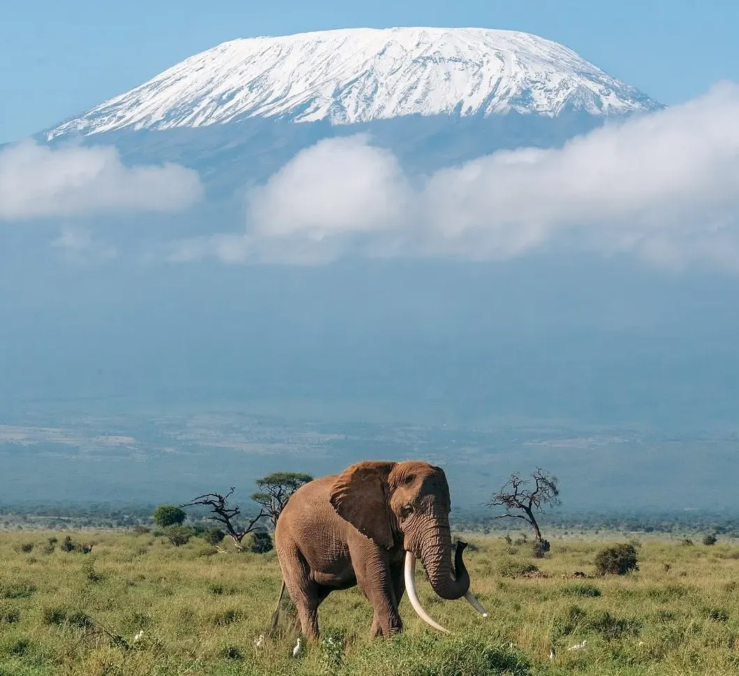 A large tusker elephant walking in Amboseli National Park with Mount Kilimanjaro in the background